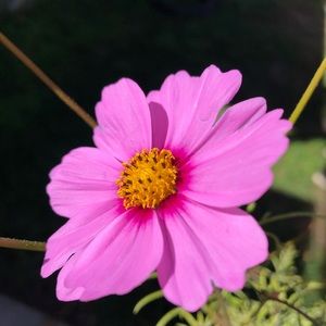 Meet your Posher, Lee-anne